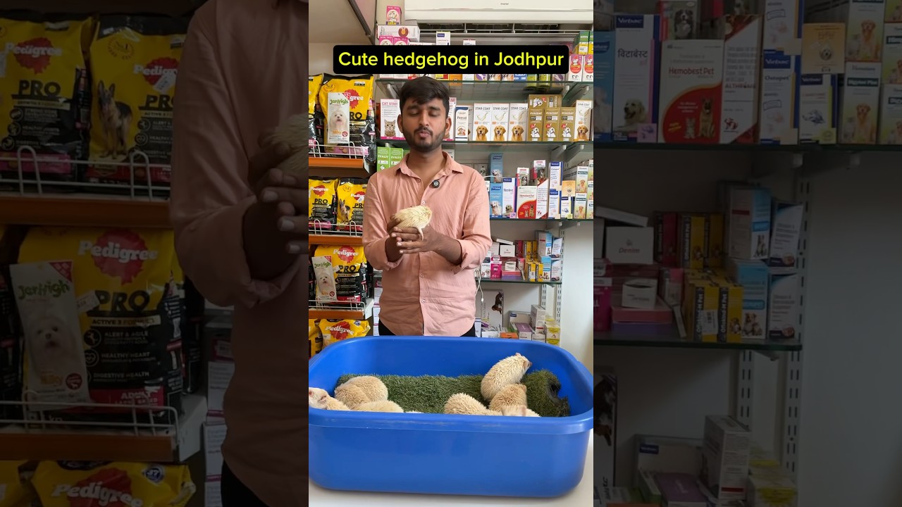 Hedgehog price in India 🥺😍