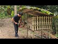 Make wild chicken coops and take care of wild boars survival instinct wilderness alone ep 85