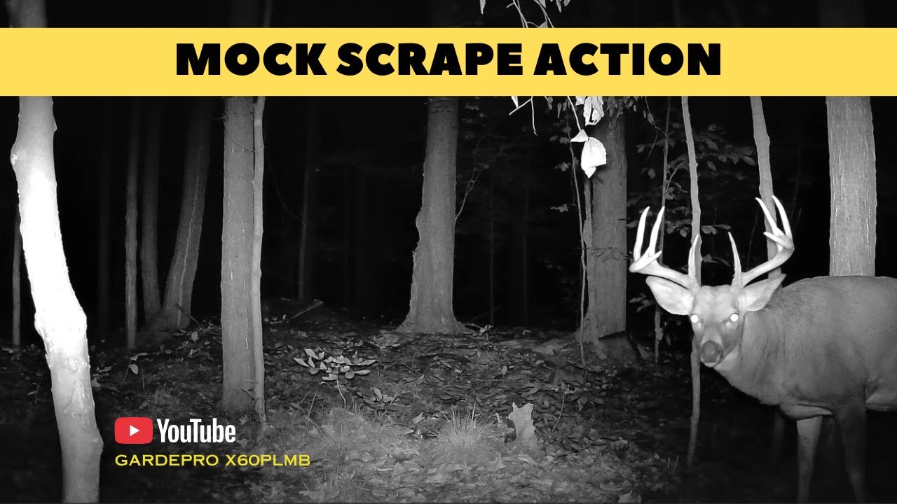 Big Whitetail Buck Works Trail Cam Mock Scrape