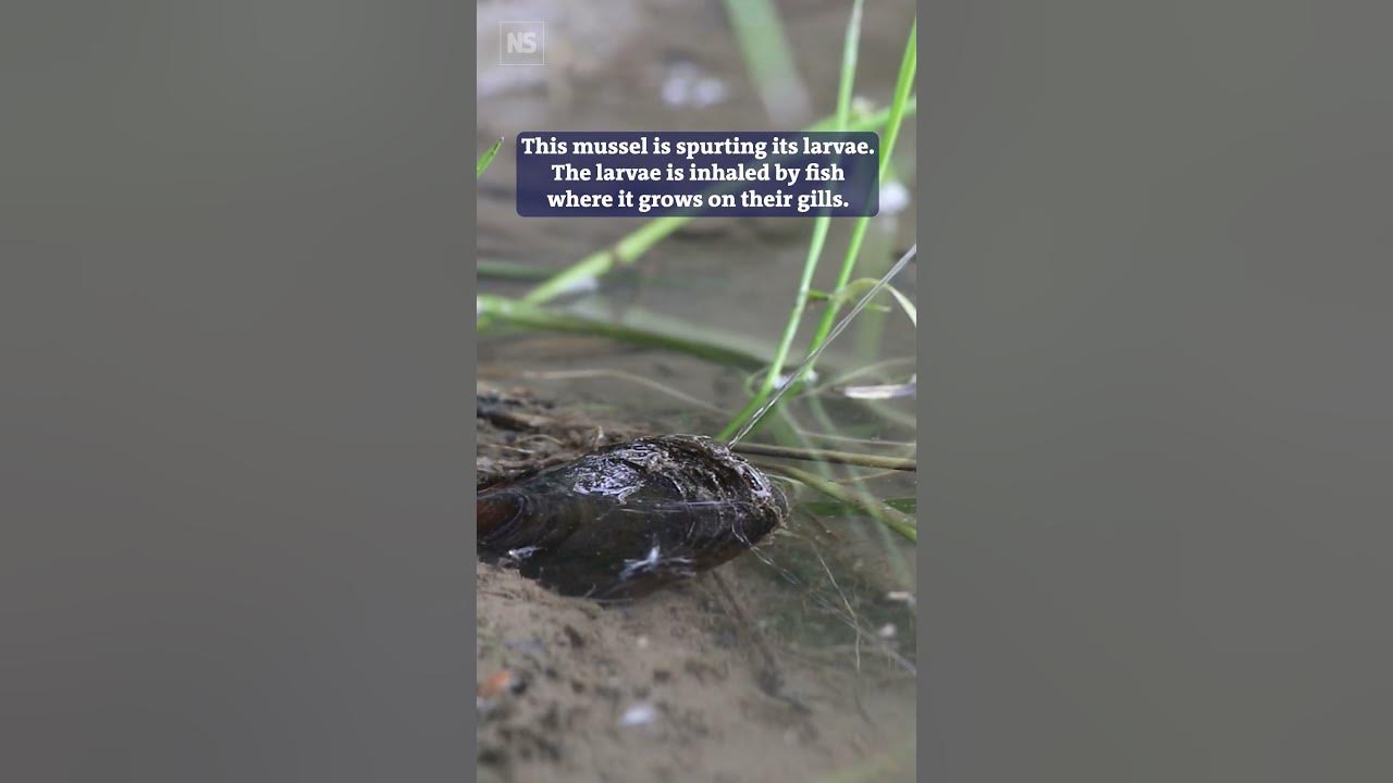 Mussels squirt streams of their larvae onto host fish YouTube