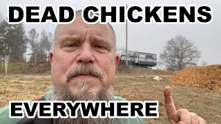Our Livestock Attacked!  Lost a Lot of Chickens