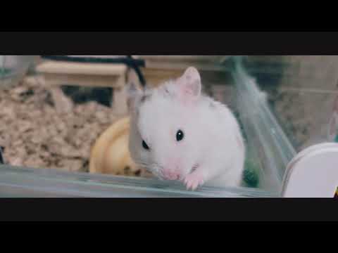 【ゴールデンハムスター】豆大福のふくさんの活動時間【ナイトルーティーン？】