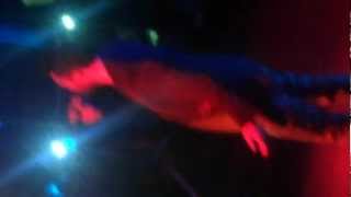 Murat Boz Stuttgart 10.03.2012 - Kalamam Arkadas