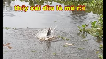 Câu cá sông trở lại điểm nhiều cá mè vinh và mè dảnh, câu trúng con nước lớn