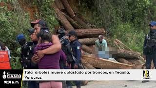 Tala  árboles muere aplastado por troncos, en Tequila, Veracruz