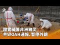 非洲豬災通報及外銷暫停