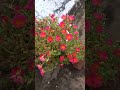 Beautiful flowers #gardening #vlog #fun #happy #red #pink #beautiful #beauty #music #cute #like #yt