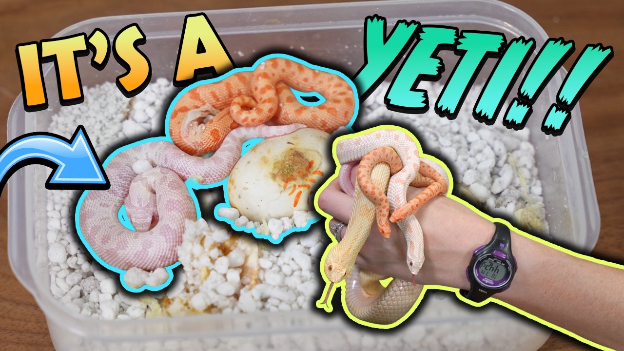 Baby YETI Hognose Snake Hatching!