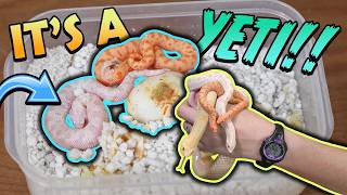 Baby Yeti Hognose Snake Hatching!