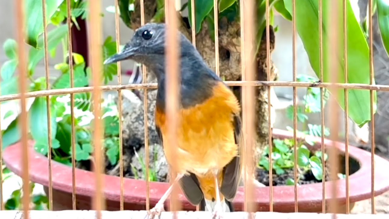 Lửa mái kích trống