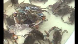 Insight To Wildlife  Blue Crabs