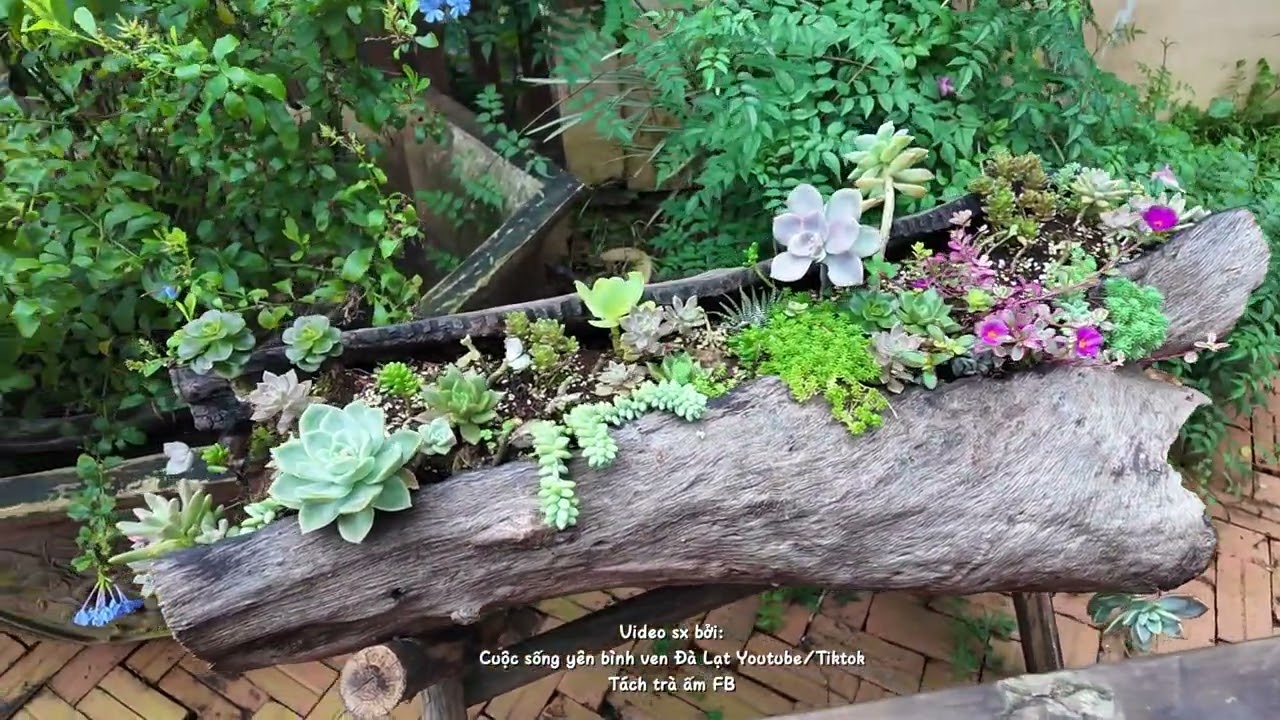 Hàng chục cây cực đẹp và giá trị chỉ trong một quán cafe ngoại ô#đàlạt #viewsuối #cafeviewđẹp