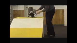 Intermediate 1 Agility Class: Week 4!  *Plus, Kona's Beginner Class!*