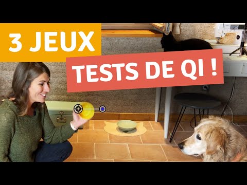Vidéo: Les vertus d'un chien intelligent