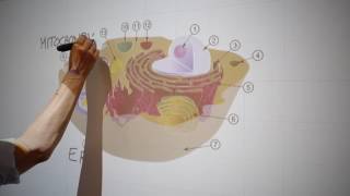 Famous CSUN Technology Enhanced Active Learning (TEAL) Classroom Wealth