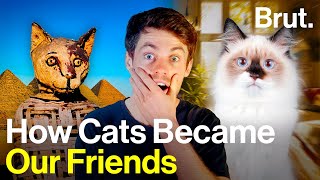 How did cats become domesticated?