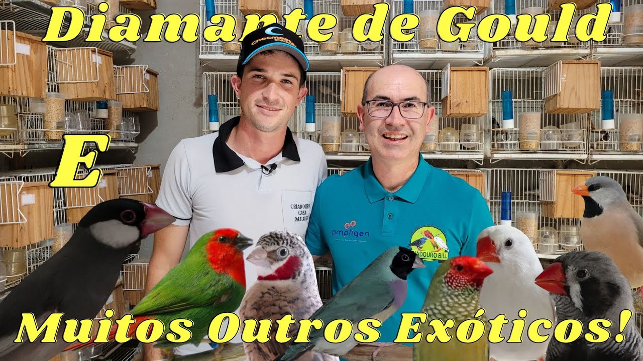 EDUARDO FABICHAKI CRIA DIAMANTES DE GOULD E MUITOS OUTROS EXÓTICOS!!!