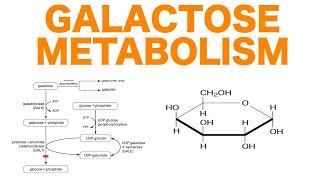 Galactose Metabolism