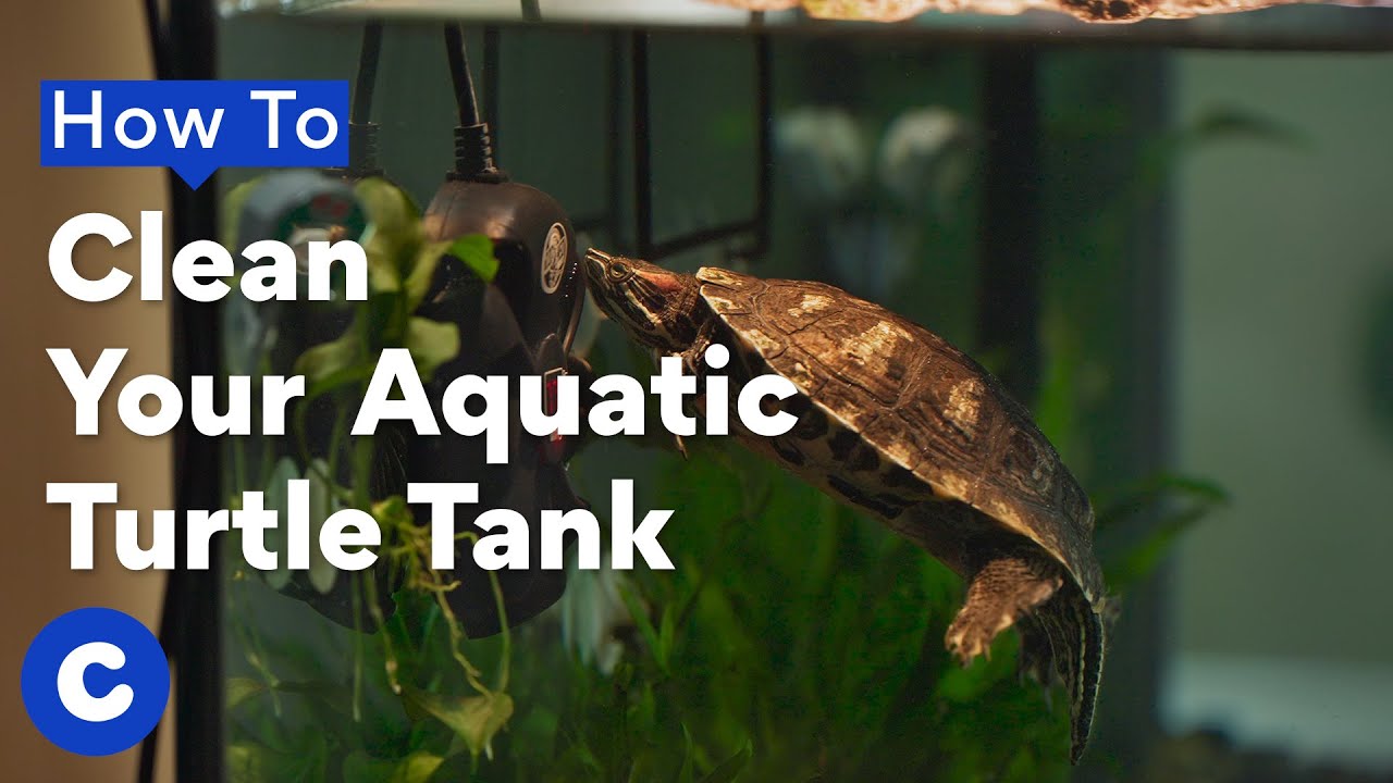 Clean Turtle How To Clean a Turtle Tank | Chewtorials - YouTube