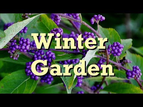 Video: Winterwoestyntuinmaak - Sorg vir woestynplante in die winter