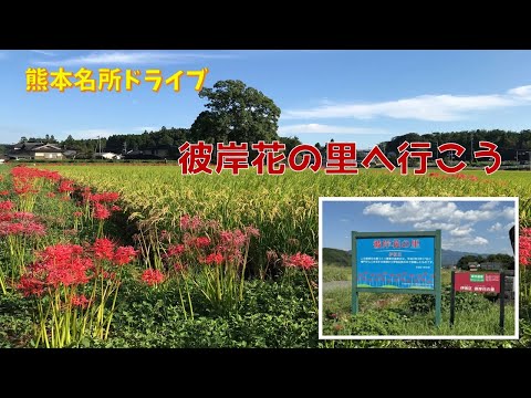 【熊本の名所 #27】今が見頃の彼岸花。菊池市旭志の『伊坂区彼岸花の里』にドライブしよう！