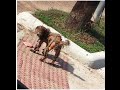 Homeless Dog Rescued - AMAZING TRANSFORMATION! A happy ending heartwarmer. Get your tissues ready!