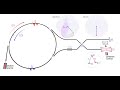 Teleportationbased photonic quantum computer animation