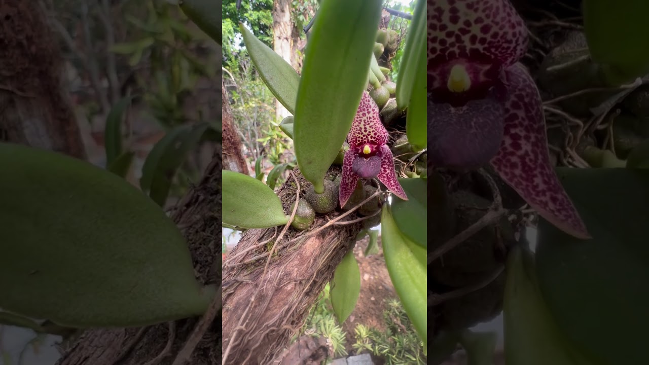 Lan ba góc đĩa - Trias disciflora