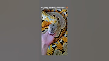 Anyone know name of this python (snake) 🐍 #python #snake #snakevideo #snakes #snakehead #snakepoison