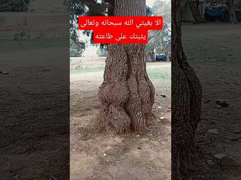 الا بغيتي الله سبحانه وتعالى يثبتك على طاعته  دعاء مستجاب يارب فوضت امري اليك