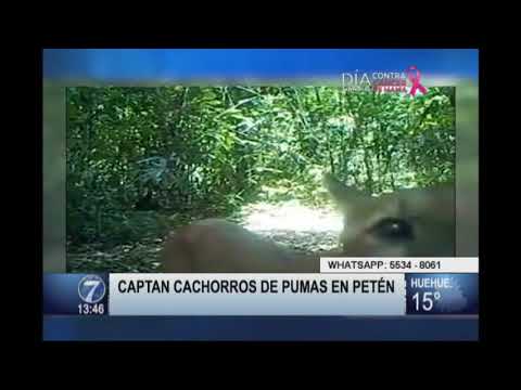 Captan Cachorros De Puma En Petén 