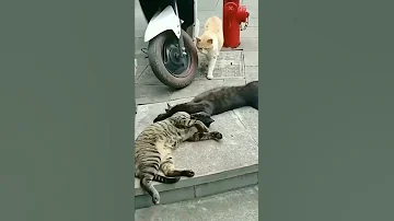 يا وقعه مربربه عوضين وبهانه في أحضان بعض Shorts 