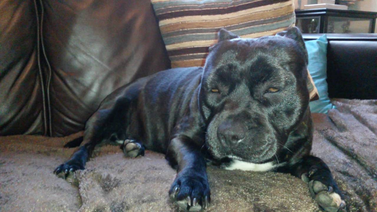 staffy skin allergies