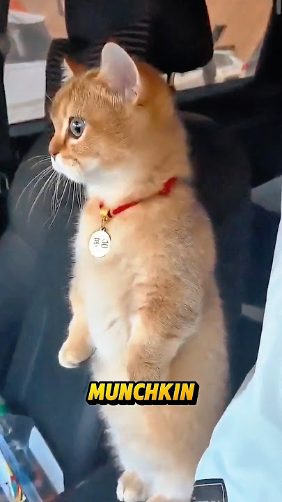 Kucing Ini Suka Berdiri Kayak Manusia, Gemes Banget! #shorts  #kucing #munchkin #lucu