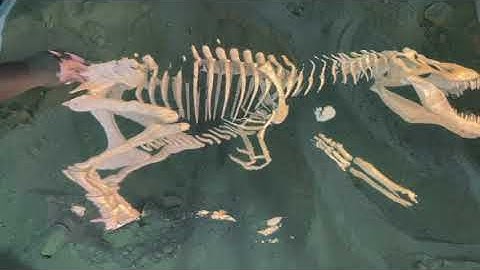 Interactive sandbox - Dinosaur excavation