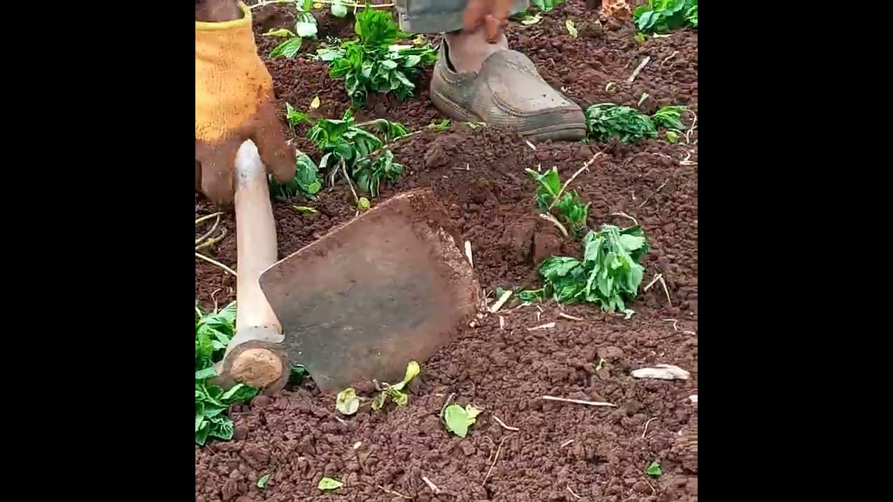 طريقة فنية لزراعة النعناع 🌱🌱🌱semis  de Menthe Marocaine