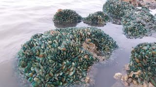 Gegerrr Ribuan kerang hijau di pesisir pantai karawang