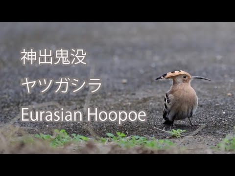 【神出鬼没】ヤツガシラ Eurasian Hoopoe