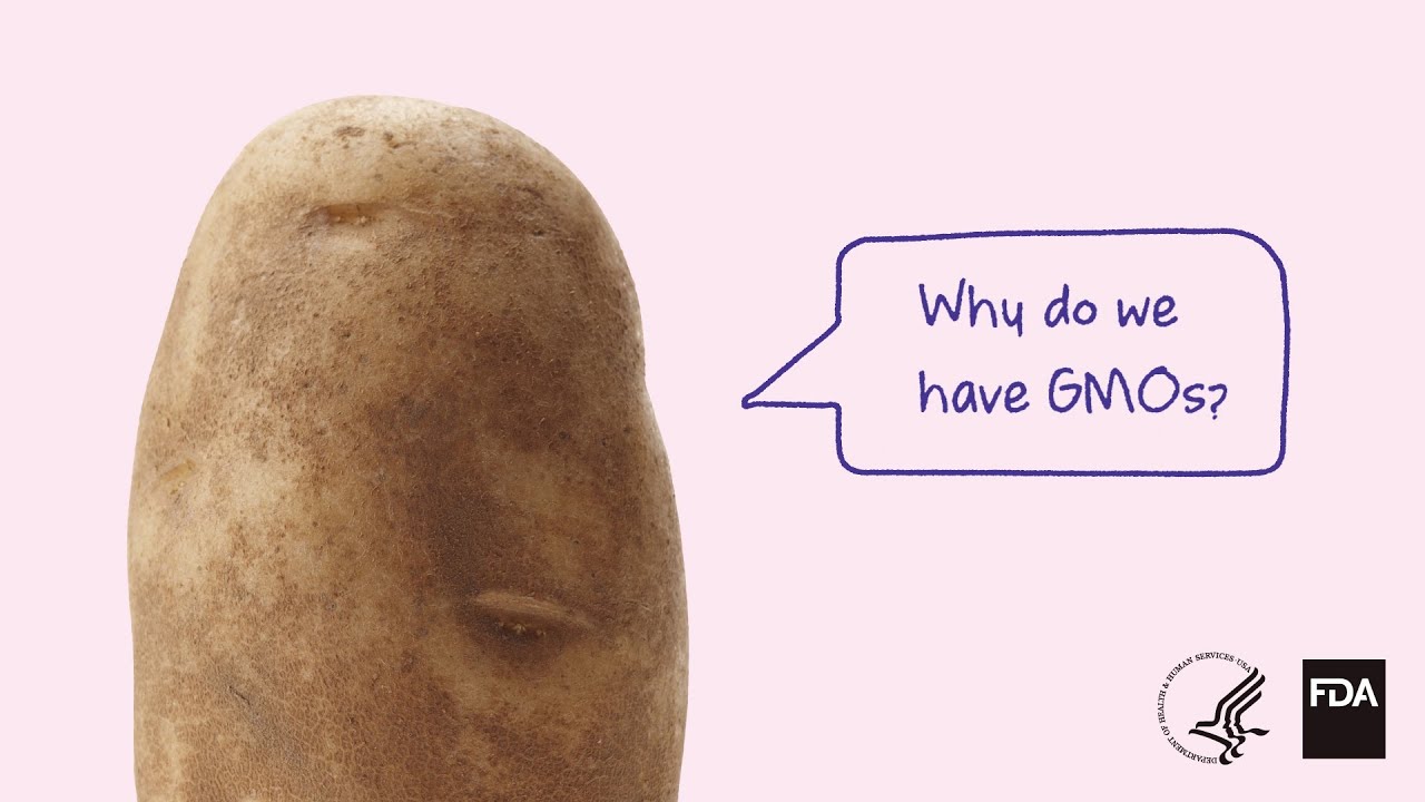 Why Do We Have GMOs