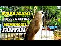 Suara ALAMI trucuk betina memanggil jantan Ampuh buat pancingan trucukan agar nyaut Gacor