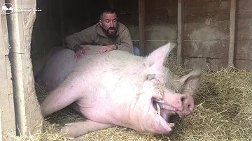 ¿Cómo saber si un cerdo es feliz?