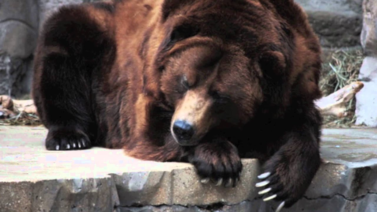 largest bear ever killed - Movie Search Engine at Search.com