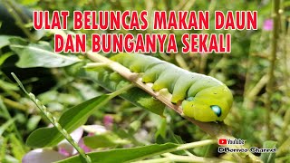 Ulat Beluncas Makan Daun Dan Bunganya Sekali Youtube