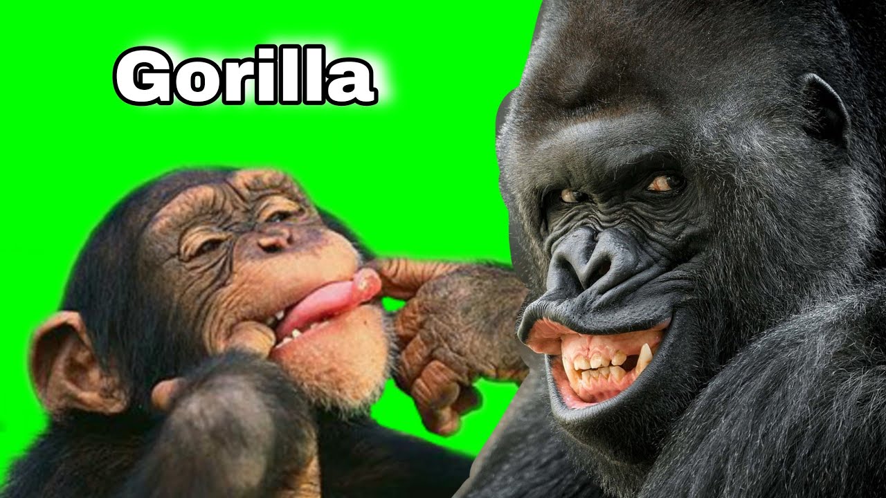 Green screen Gorilla video.ग्रीन स्क्रीन गोरिल्ला वीडियो। YouTube
