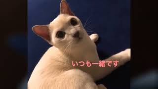 【振り返り】１歳 #shorts by こて虎 猫life 192 views 1 year ago 33 seconds