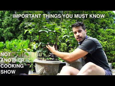 GROW TOMATOES: determinate