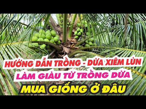 Video Vườn dừa xiêm lùn ở Bến Tre thu tiền tỷ mỗi năm - youtube