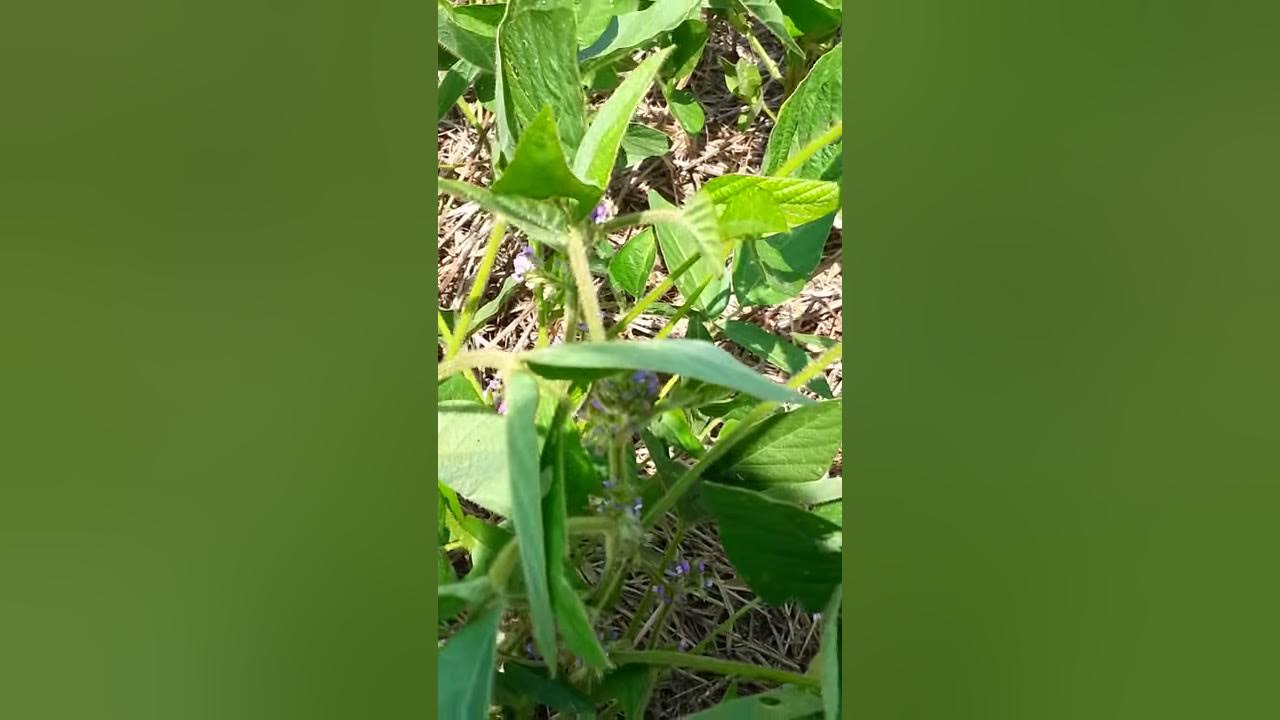 Honey Bees on Soybeans YouTube