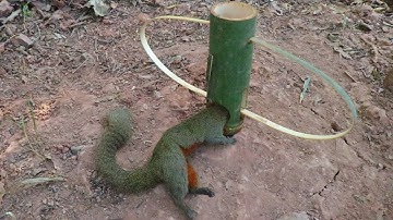 making amazing bamboo trap for catching jungle squirrel in forest