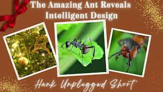 The Amazing Ant Reveals Intelligent Design (Hank Unplugged Short)